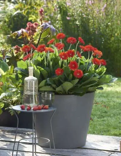 Pflanze des Jahres 2022 Garvinea sweet love terrasse quelle HilverdaFlorist