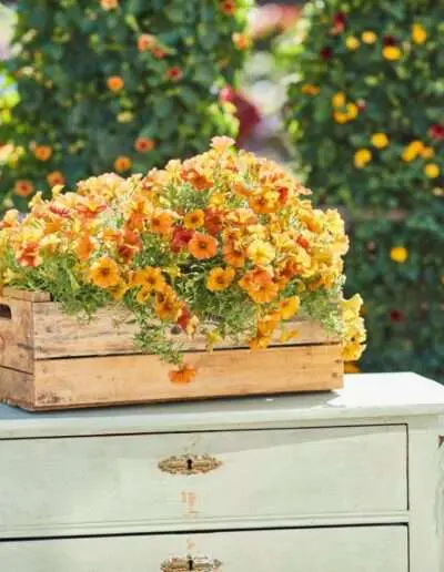 Pflanze des Jahres 2023 Alpenglühen Petunie 0002 Quelle Grünes Medienhaus