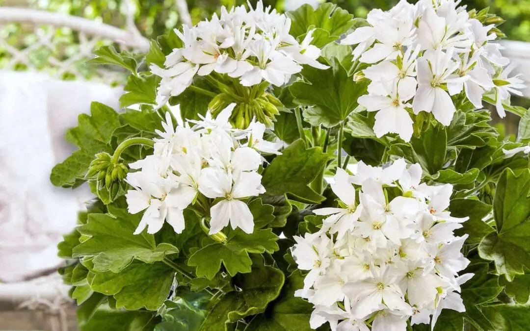 Pflanze des Jahres 2024 Bella Stella Königin auf der Terrasse