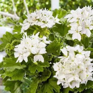 Pflanze des Jahres 2024 Bella Stella Königin auf der Terrasse