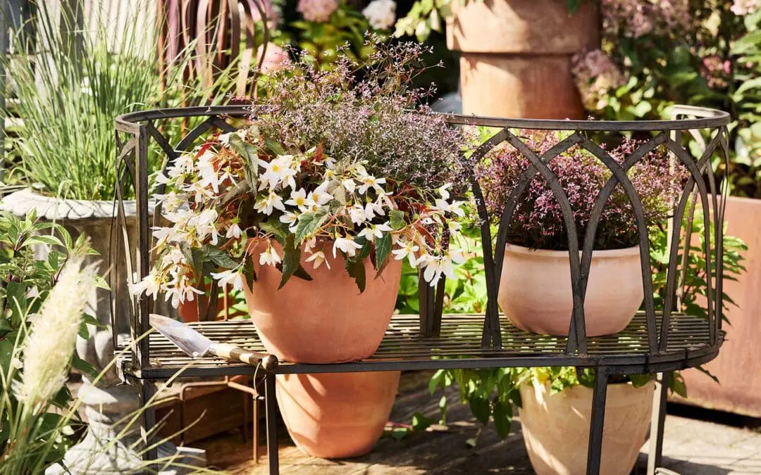 Pflanze des Jahres 2025 Begonie rosa Zauberschnee Foto Kathrin Winner