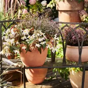 Pflanze des Jahres 2025 Begonie rosa Zauberschnee Foto Kathrin Winner