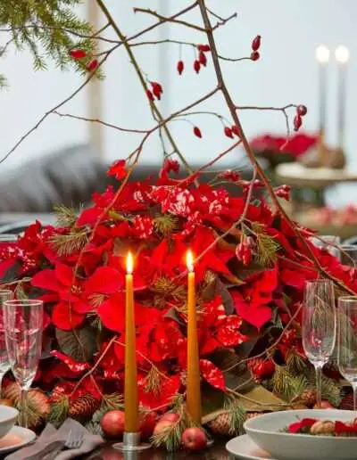 Poinsettia Tischdekoration stars of europe