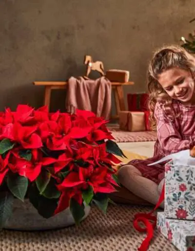 Riese Weihnachtsstern Pflanze als Weihnachtsdeko