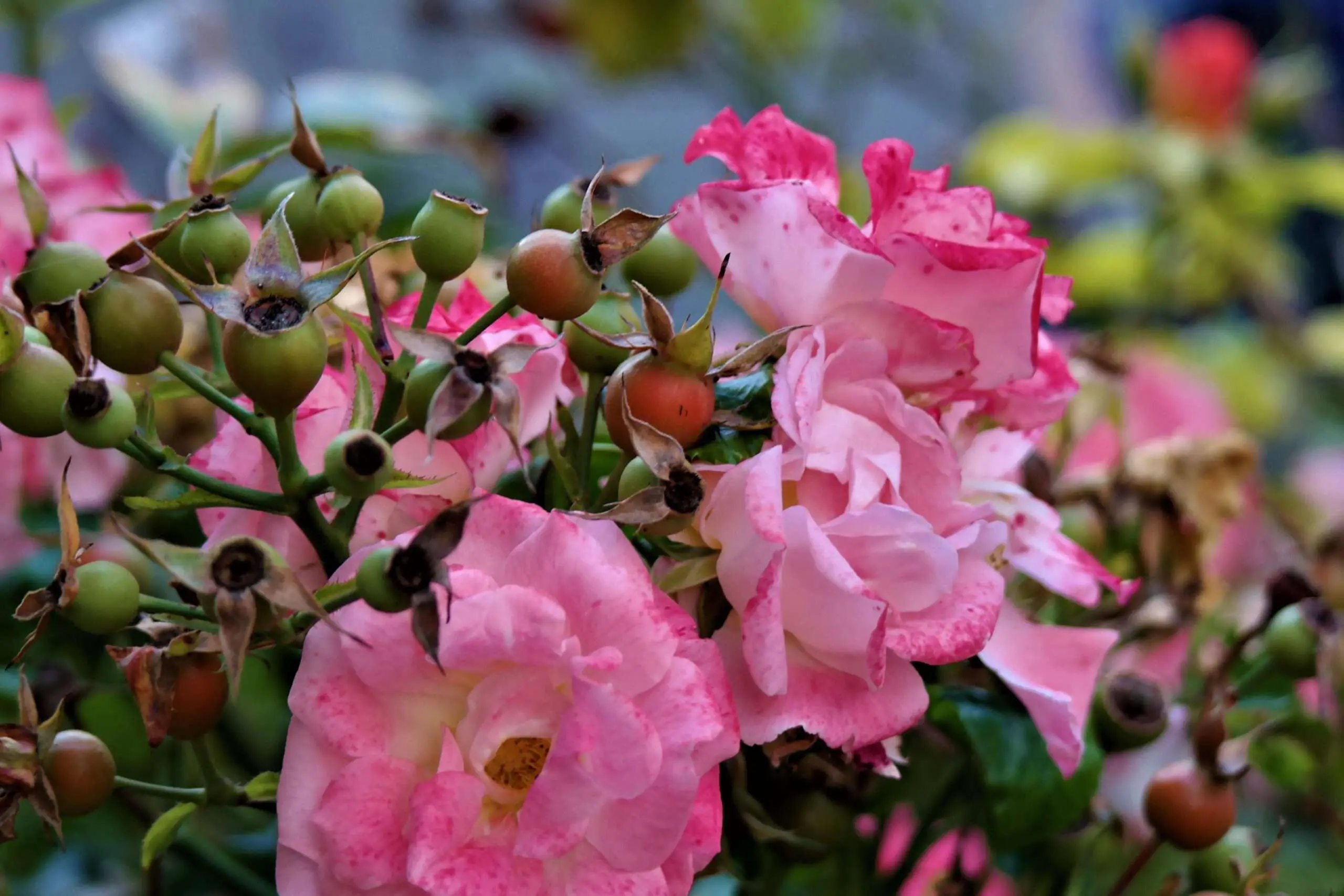 Rose mit schönen Hagebutten im Herbst