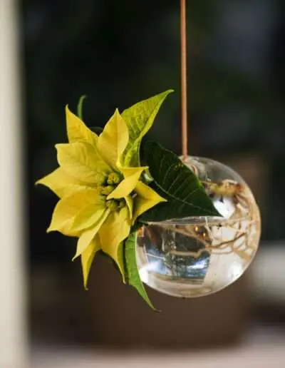 Schöne natürliche Hängedeko mit Poinsettia Blüte