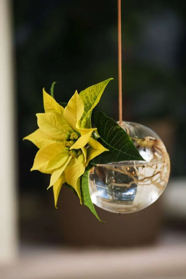 Schöne natürliche Hängedeko mit Poinsettia Blüte