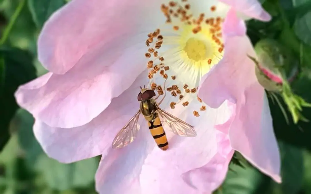 Schwebfliege an Blüte
