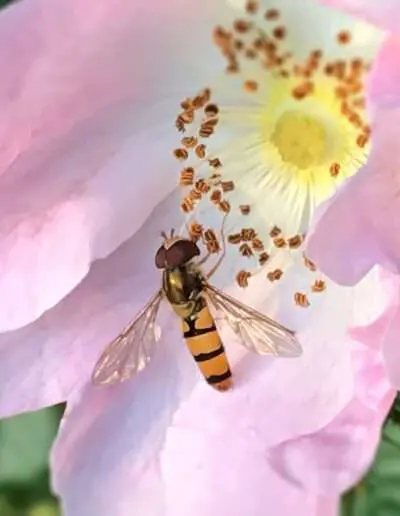 Schwebfliege an Blüte