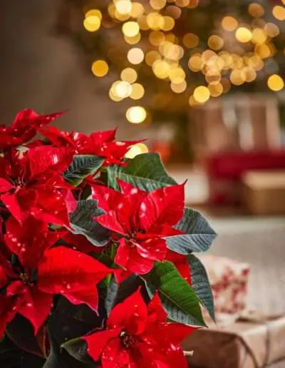 Unter dem Weihnachtsbaum ein Weihnachtsstern