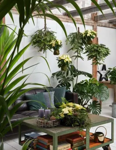 Urban Loft Deko mit Poinsettien in weiß