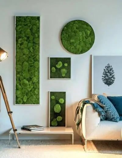 Moosbilder mit Kugelmoos