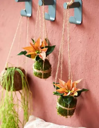 Wanddeko mit korallfarbenen Poinsettien