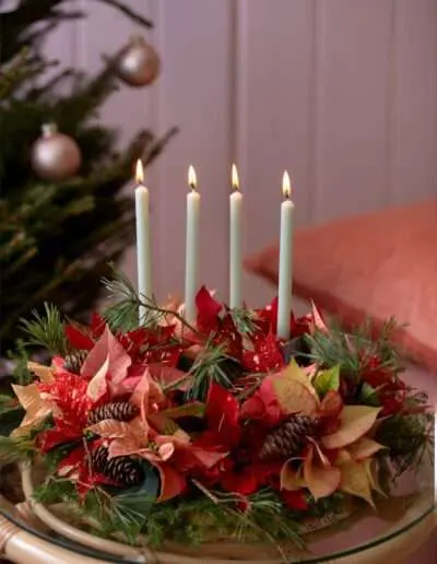 Weihnachtsstern Christmas Blush by Stars for Europe