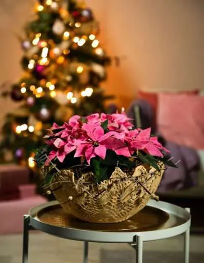 Weihnachtsstern in Pink in Schale aus Spitze