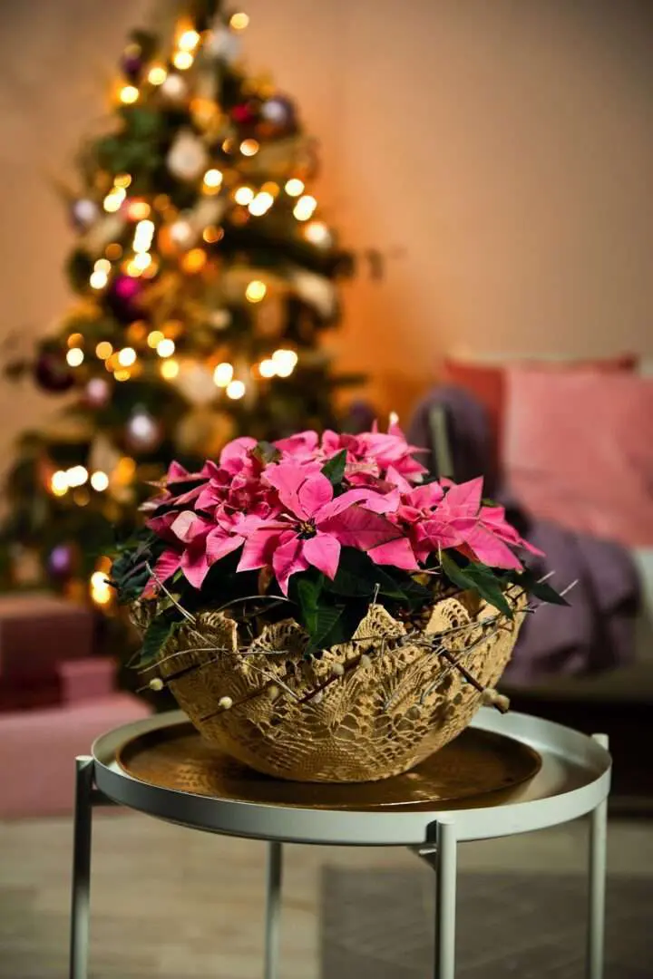 Weihnachtsstern in Pink in Schale aus Spitze