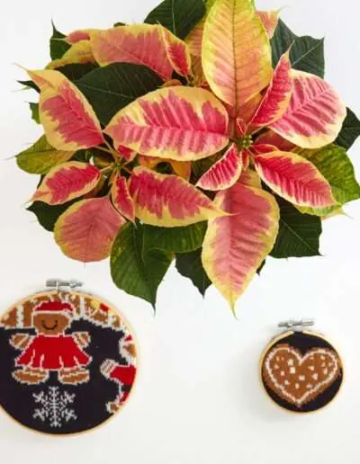 Weihnachtsstern mit panaschierten Hochblättern