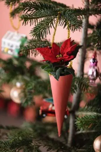 Weihnachtsstern Wunschtüte