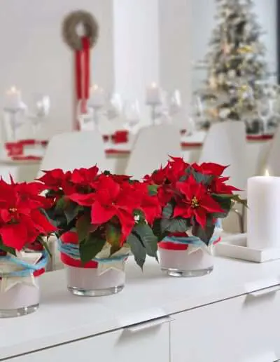 Weihnachtssterne als Dekoration auf dem Sideboard