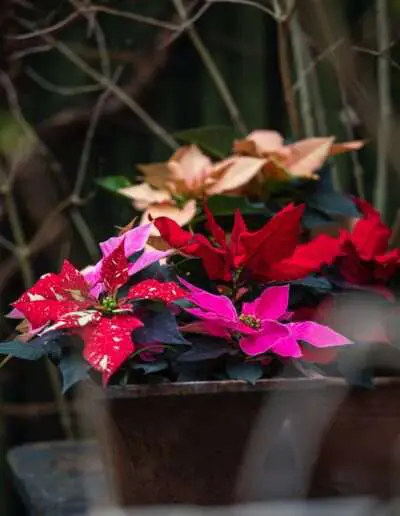 Weihnachtssterne in allen Farben