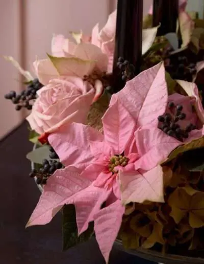 Weihnachtssterne können auch romantisch in rosa