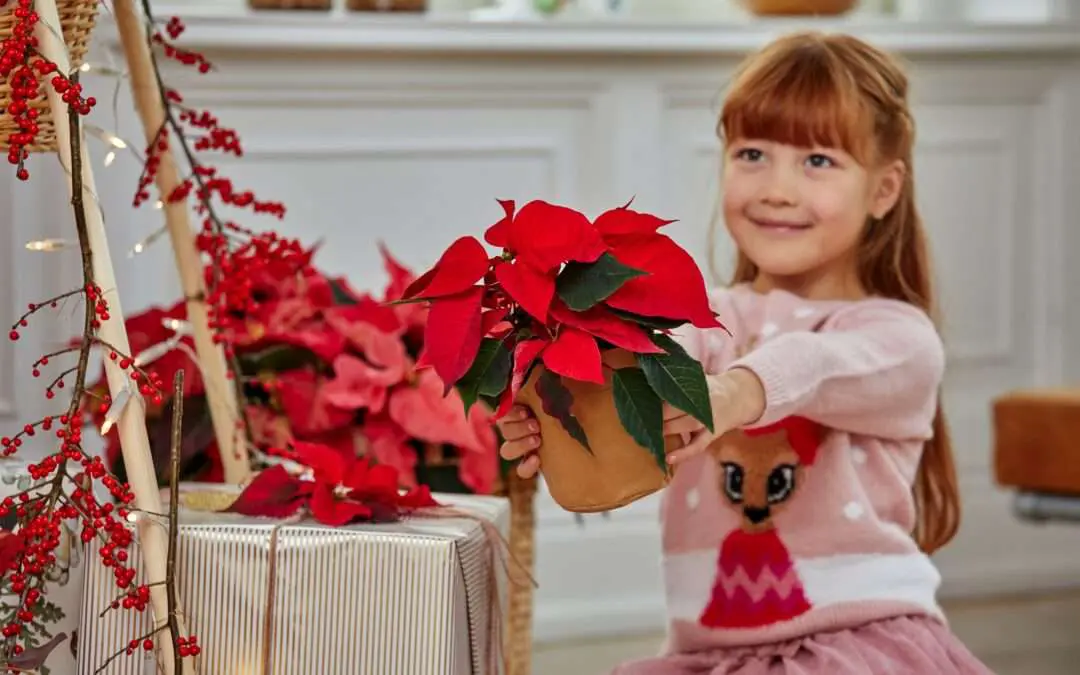 Weihnachtssterne sind ein tolles Geschenk