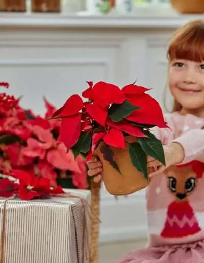 Weihnachtssterne sind ein tolles Geschenk