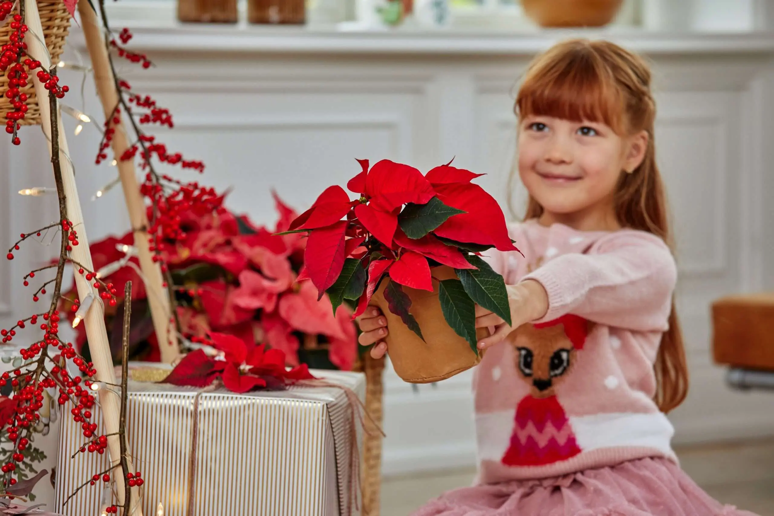 Weihnachtssterne sind ein tolles Geschenk