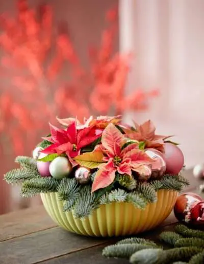 Wunderschöne Weihnachtssterne als Gesteck by Stars for Europe