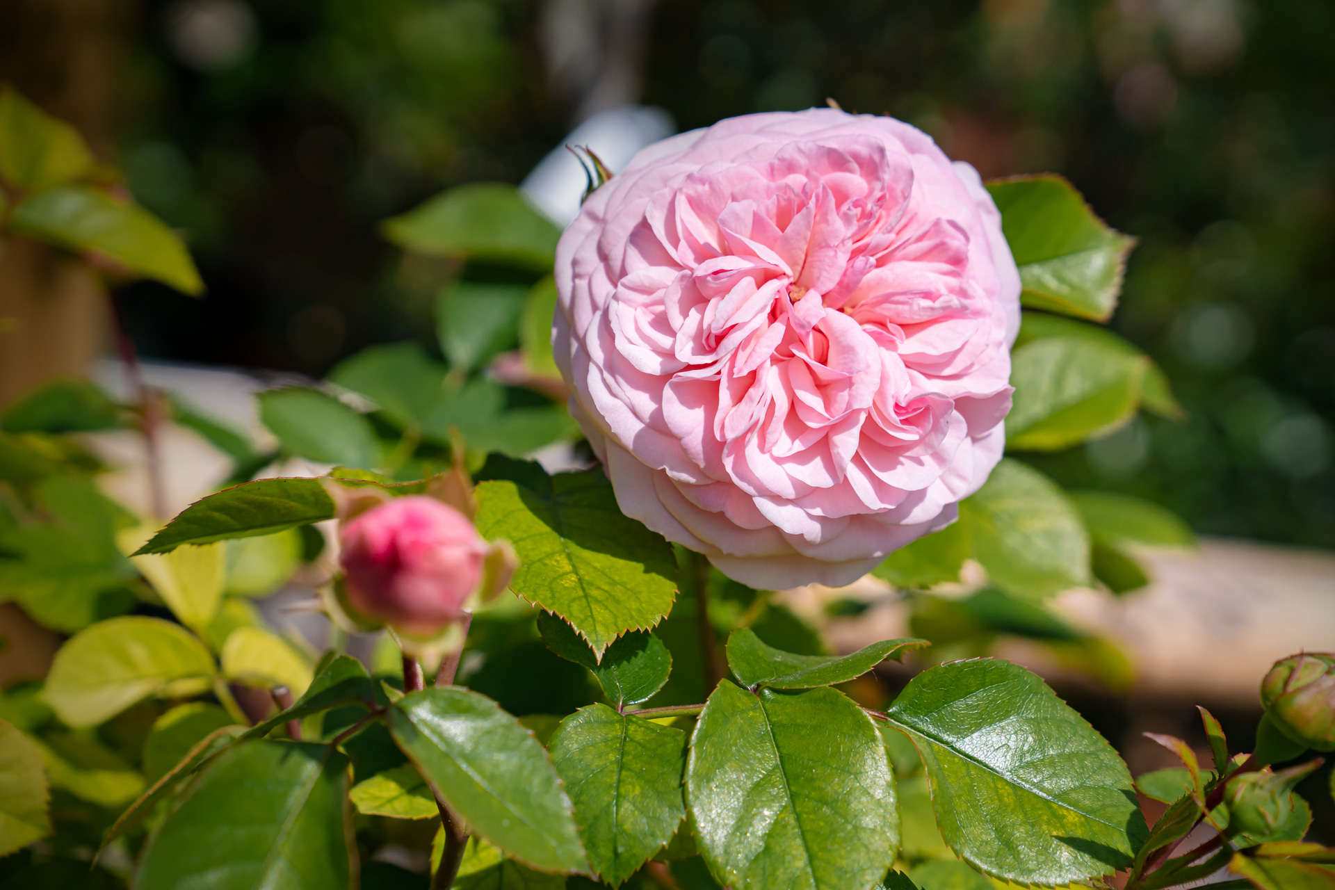 Rosenvielfalt – Englische Rose Boscobel rosa