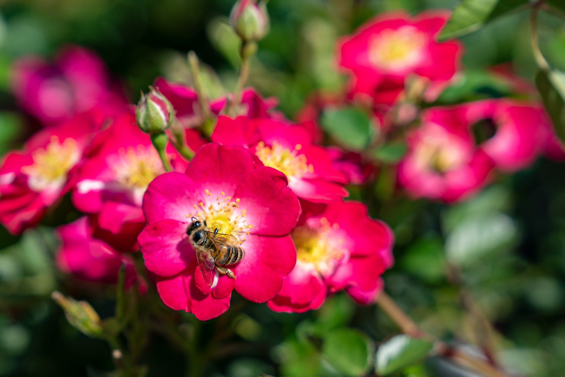 Bienenfreundliche Rosen – Zwergrose "Lupo"