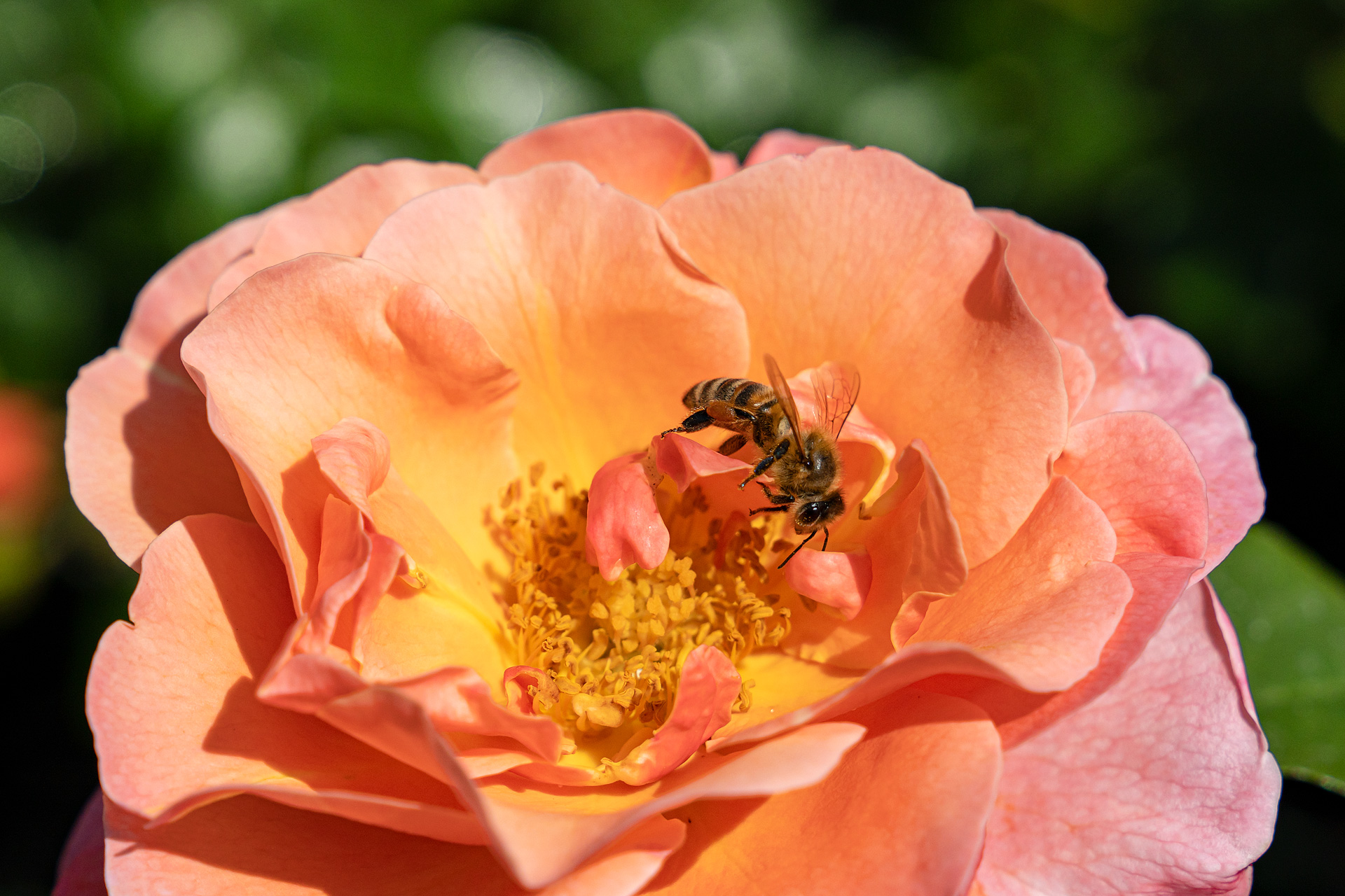 Gartenbaugruppe – Bienenfreundliche Beetrose "Marie Curie"