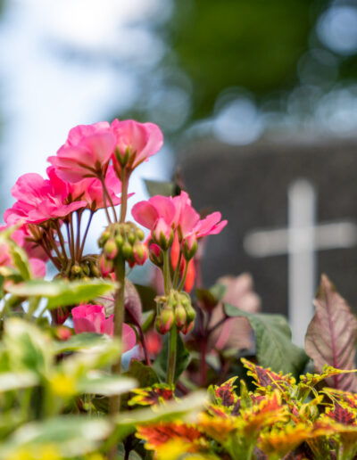 Sommerliche Grabbepflanzung von Ihrer Friedhofsgärtnerei