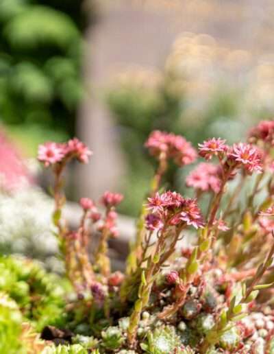 Grabbepflanzungen mit Sedum