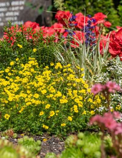Sommerliche Grabbepflanzung von Ihrer Friedhofsgärtnerei