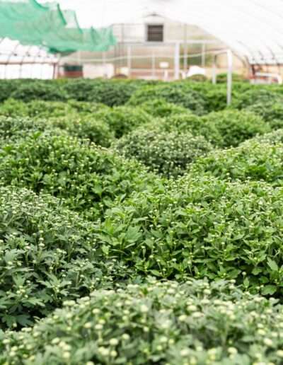 Herbstpflanzen – Chrysanthemenanbau