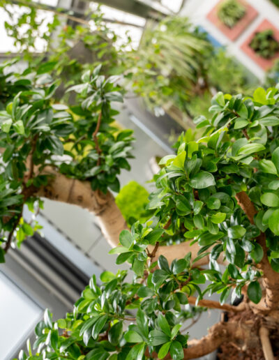 Professioneller Baumschnitt von Ihrer Gärtnerei - auch für Zimmerpflanzen