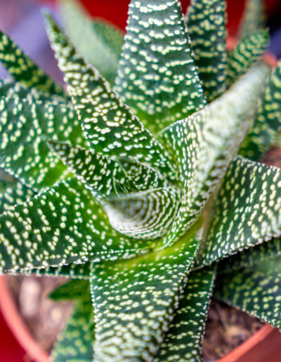 Aloe Vera eine vielseitige, robuste und pflegeleichte Pflanze