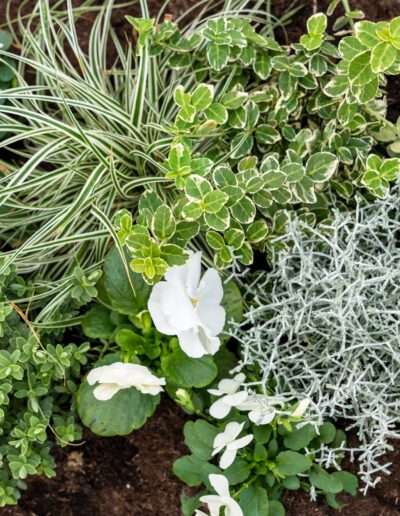 Weiße Viola mit Gräsern und Spindelstrauch