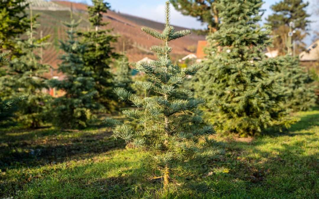 Kleiner Weihnachtsbaum in der Baumschule: aus regionalem Anbau