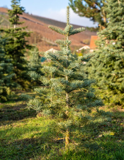 Kleiner Weihnachtsbaum in der Baumschule: aus regionalem Anbau