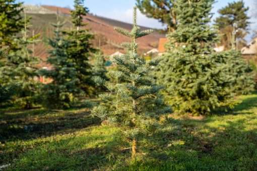Kleiner Weihnachtsbaum in der Baumschule: aus regionalem Anbau