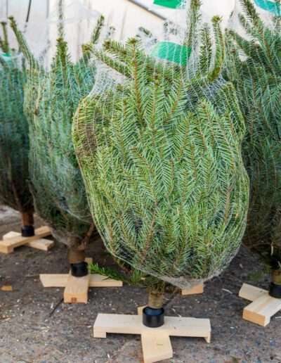 Bäumchen auf Holzkreuz