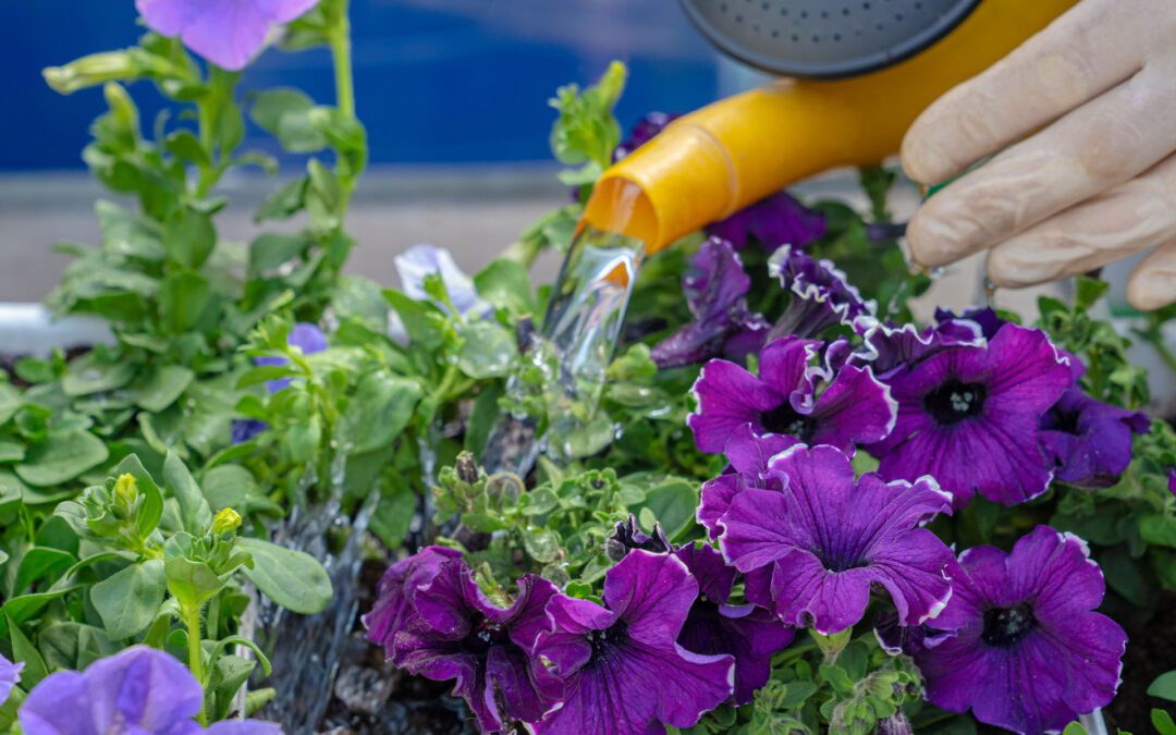 Howto Schone Blumen Den Ganzen Sommer Gartenbaugruppe Wurzburg