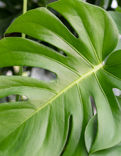 Monstera: Große Blätter verbessern die Luft und dämpfen sogar Lärm