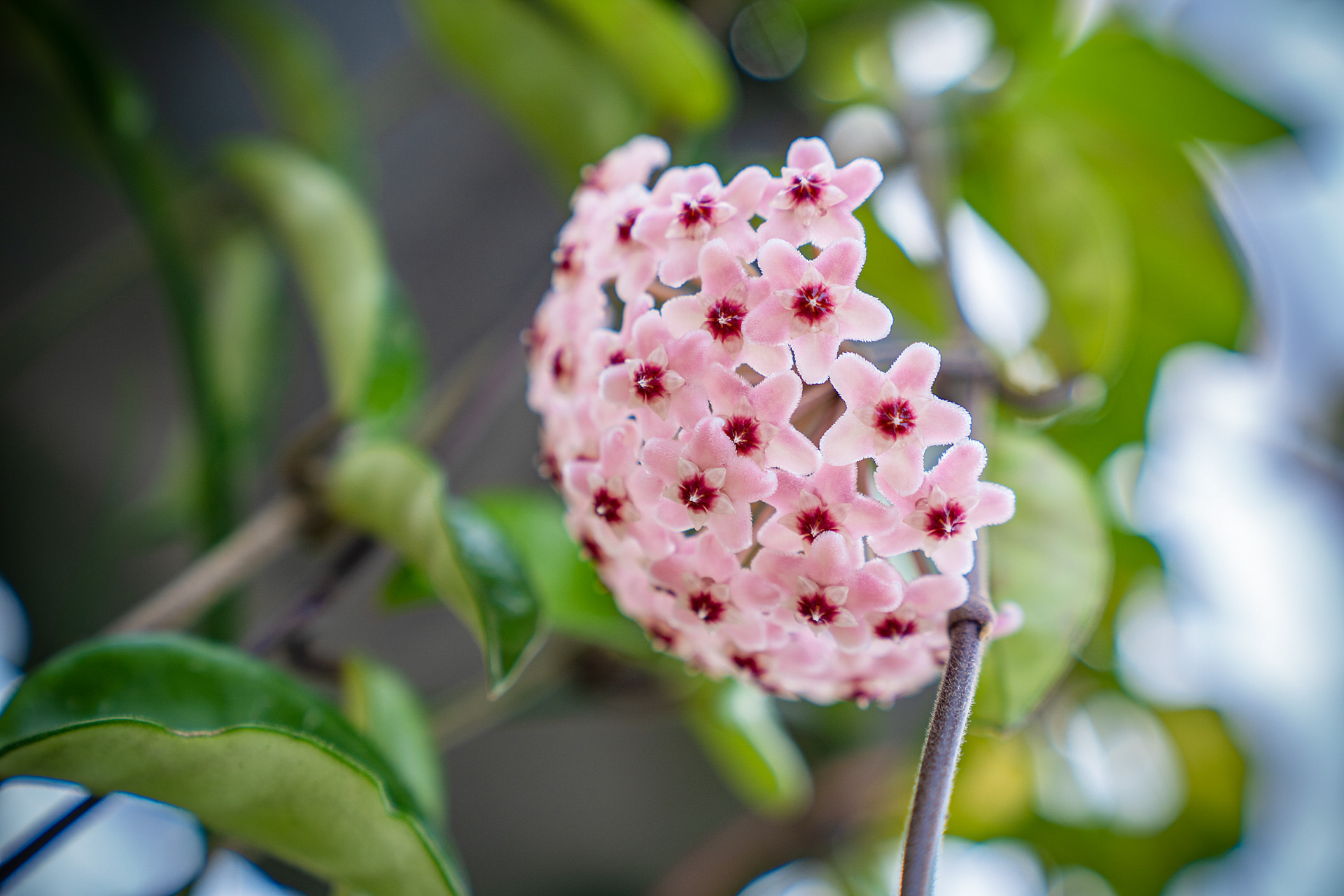 Hoya: Wunderschöne Zimmerpflanze