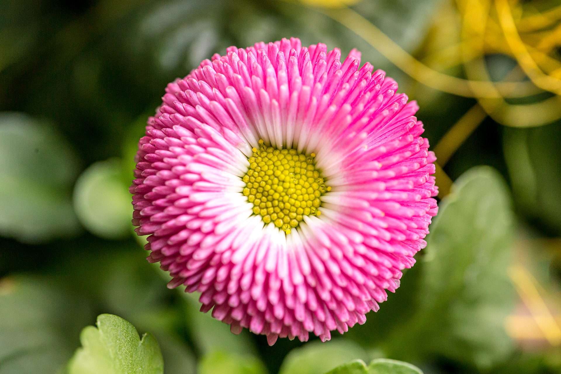Gänseblümchen aus regionalem Anbau