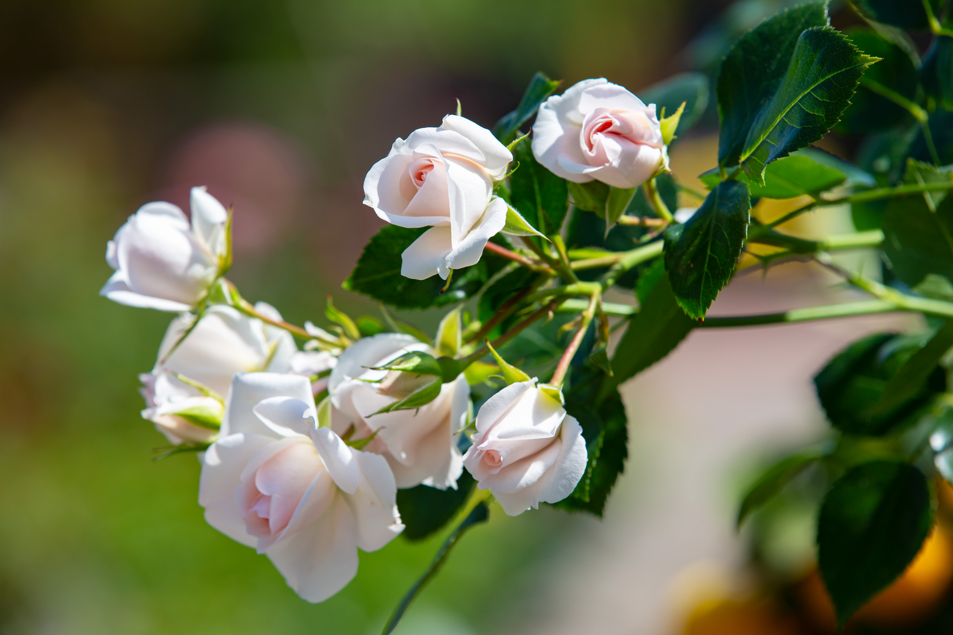 Rosenvielfalt – Bodendeckerrose "Aspirin"