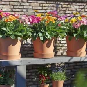 Pflanze des Jahres 2022 Garvinea mix toepfe quelle HilverdaFlorist