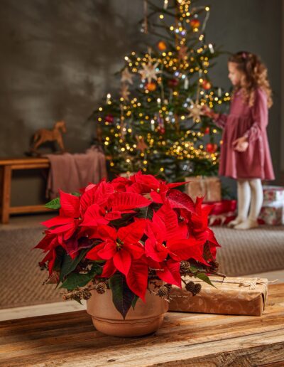 Schöne Weihnachtsdeko mit Weihnachtsstern Poinsettia